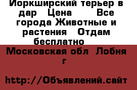 Йоркширский терьер в дар › Цена ­ 1 - Все города Животные и растения » Отдам бесплатно   . Московская обл.,Лобня г.